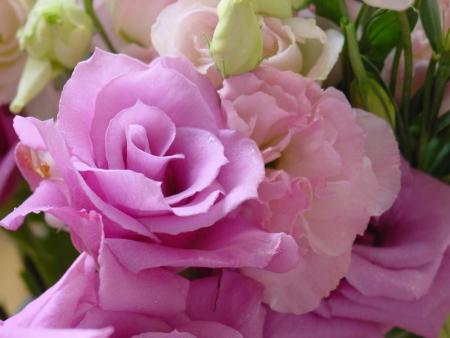 rose lilas